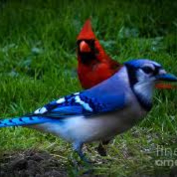 bluecardinal